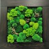 Mechový obraz mix různých mechů - 56x56cm  tmavý rám borovice