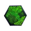 Mechový hexagon 40cm mix mechů + rostliny