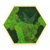 Mechový přírodní hexagon 50cm mix mechů + rostliny