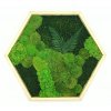 Mechový přírodní hexagon 50cm mix mechů + rostliny