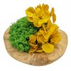 Teaková miska s kadeřavým mechem a rostlinou 20cm