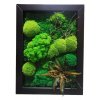Mechový obraz 30x40cm mix mechů + rostliny v dřevěném černém rámu