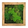 Mechový obraz 30x30cm - mix mechů dubový rám
