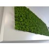 Mechový obraz z masivu 136x56cm široký bílý dřevěný rám – Sobí mech (Spring Green)