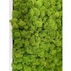 Mechový obraz z masivu 136x56cm široký bílý dřevěný rám – Sobí mech (Spring Green)