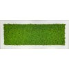 Mechový obraz z masivu 136x56cm široký bílý dřevěný rám – Sobí mech (Spring Green)
