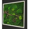 Mechový obraz mix různých mechů - 56x56cm dřevěný tenký bílý rám