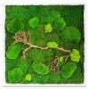 Mechový obraz mix různých mechů - 56x56cm dřevěný tenký bílý rám