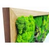 Mechový obraz mix různých mechů - 136x56cm  tenký dubový rám s dřevinami