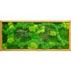 Mechový obraz mix různých mechů - 136x56cm  tenký dubový rám s dřevinami