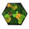 Mechový hexagon černý 50cm mix mechů + rostliny
