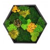 Mechový hexagon černý 50cm mix mechů + rostliny