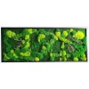 Mechový obraz 136x56cm Černý kovový rám – Mix mechů s dřevinami