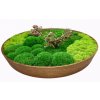 Mechový obraz kulatý dřevěný mix mechů s bonsai Ø 55 cm