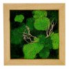 Mechový obraz mix mechů s dřevinami 30x30cm -  dubový rám