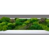 Mechový obraz mix různých mechů - 136x56cm  tenký bílý dřevěný rám s dřevinami