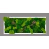 Mechový obraz mix různých mechů - 136x56cm  tenký bílý dřevěný rám s dřevinami