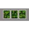 Set 3 obrazů 40x30cm - bílý dřevěný rám, mix mechů multigreen