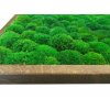 Mechový obraz Kopečkový mech světle zelený – 136x56cm tmavý dubový dřevěný tenký rám