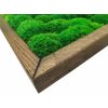 Mechový obraz Kopečkový mech světle zelený – 136x56cm tmavý dubový dřevěný tenký rám