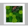 Mechový obraz 30x30 cm - mix mechů s rostlinami- bílý dřevěný rám
