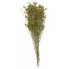 Stabilizovaná rostlina - Limonium green