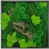 Mechový obraz 56x56 cm mix různých mechů s dřevinami, kovový antracitový rám