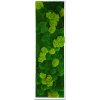 Mechový obraz 100 x 30 cm s mixem mechů v dřevěném bílém rámu