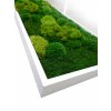 Mechový obraz 100 x 30 cm s mixem mechů v dřevěném bílém rámu