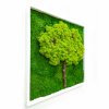 Mechový Obraz 56x56 cm Strom života v dřevěném rámu bílé barvy, mech Finský sobí a plochý