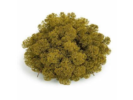 Finský sobí mech lesní zelená