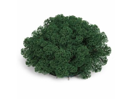 Sobí mech tmavě zelená