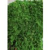 qualimoss faltmtmoss forest green detail
