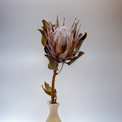 Dekorace plné přírody – sušené rostliny v podzimních kompozicích