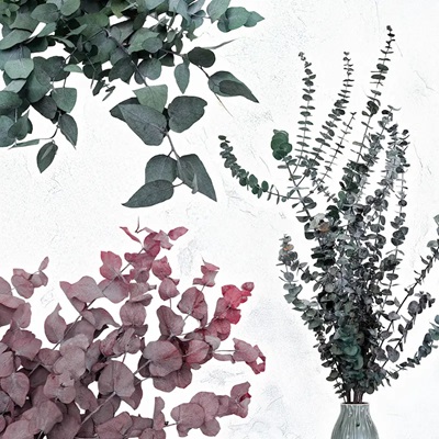 Zelený základ každé kompozice – stabilizovaný eukalyptus v hlavní roli