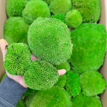 Který si vybrat? Francouzský vs. Švédský kopečkový mech