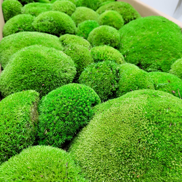 Co je kopečkový mech?