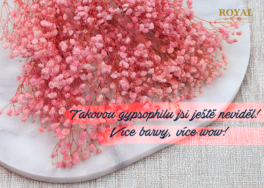 Gypsophila Roya_vice barvy vice WOW
