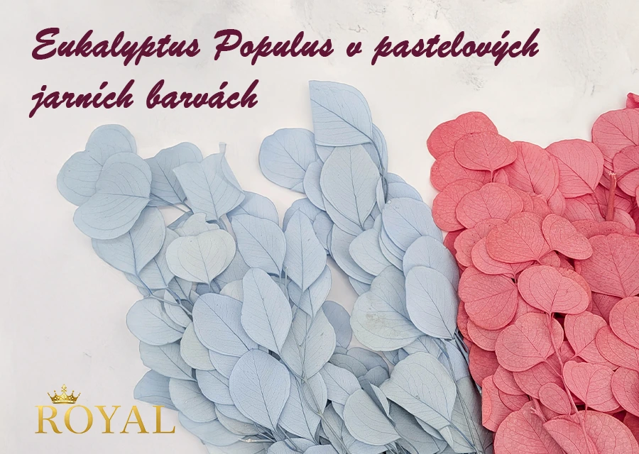 Eukalyptus Populus v pastelových jarních barvách