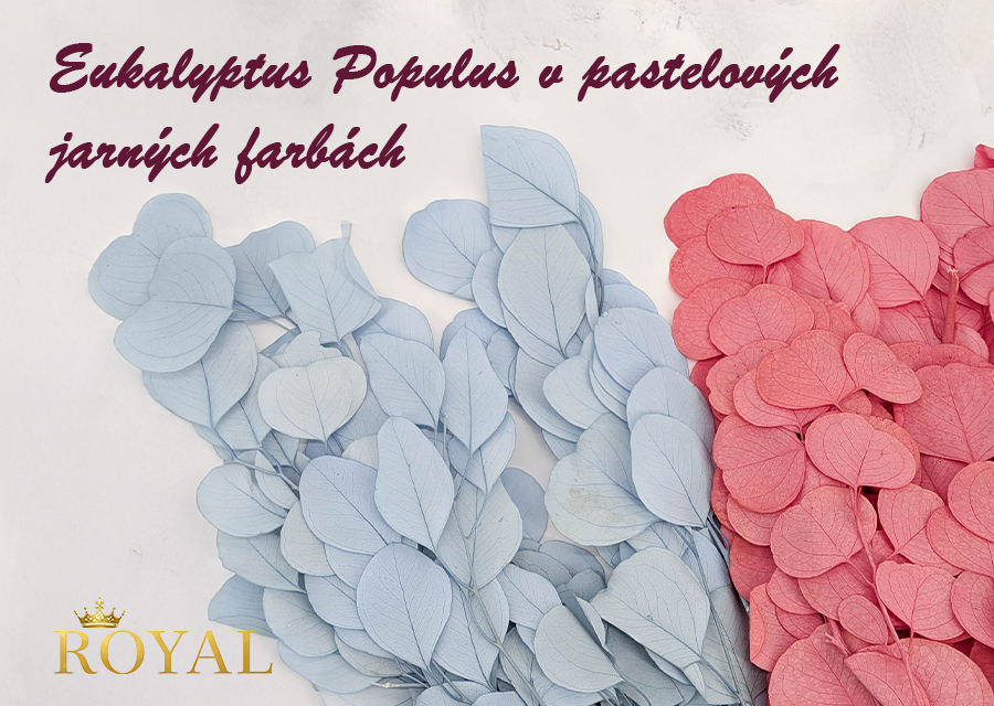 Eukalyptus Populus v pastelových jarných farbách