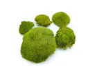 Ball moss přírodní