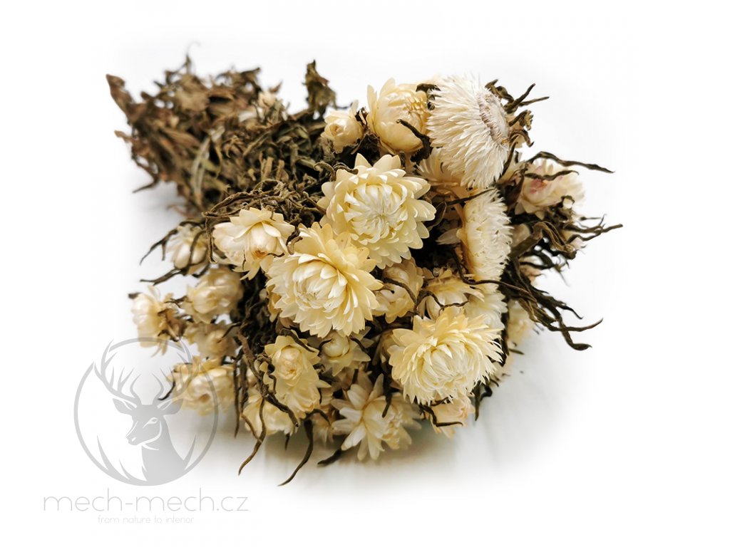 Kocanka Biała (Helichrysum) okladka