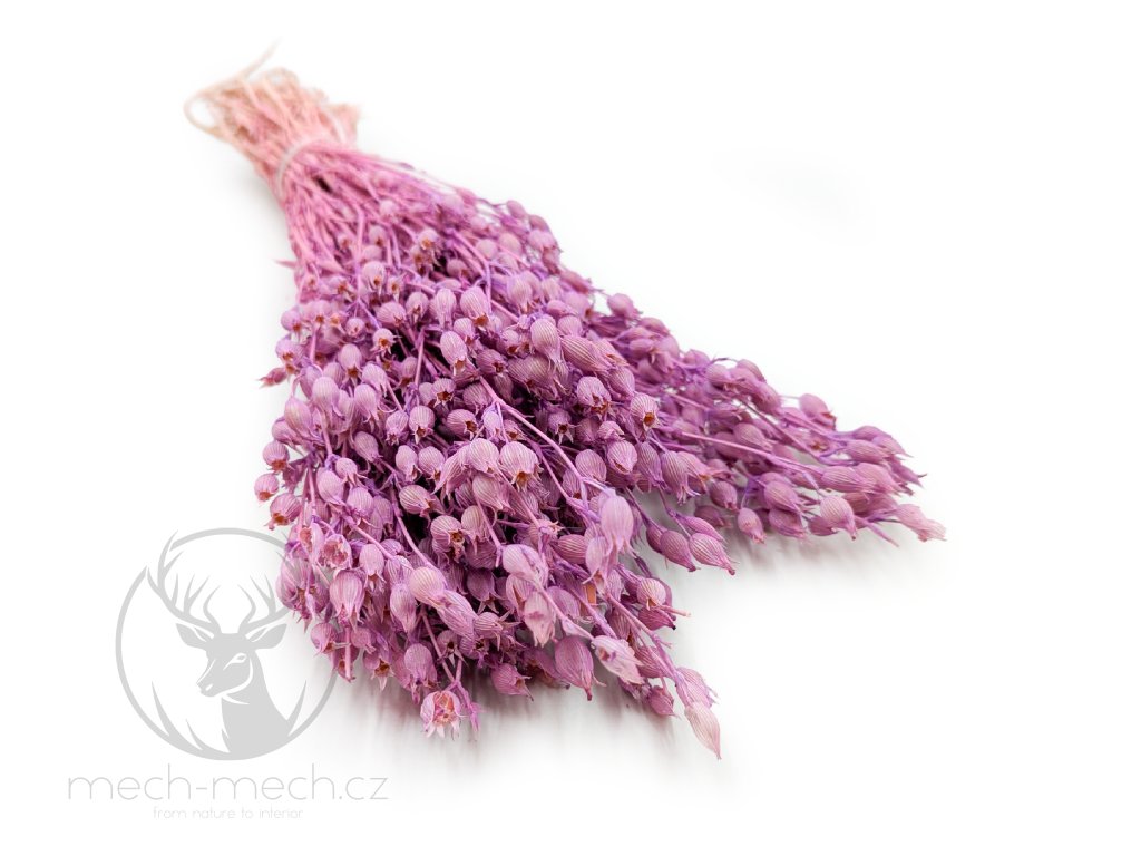 Sušená Silene - (Silene vulgaris) - Lila