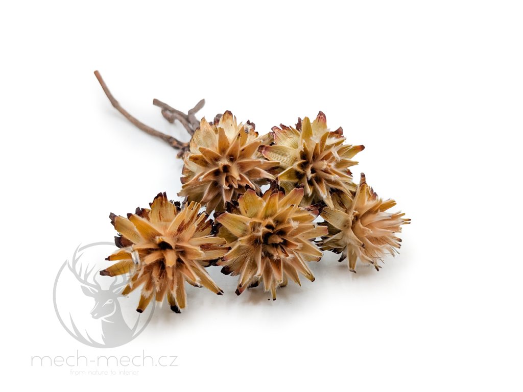 Plumosum - (Leucospermum plumosum) - krémové - 5 ks