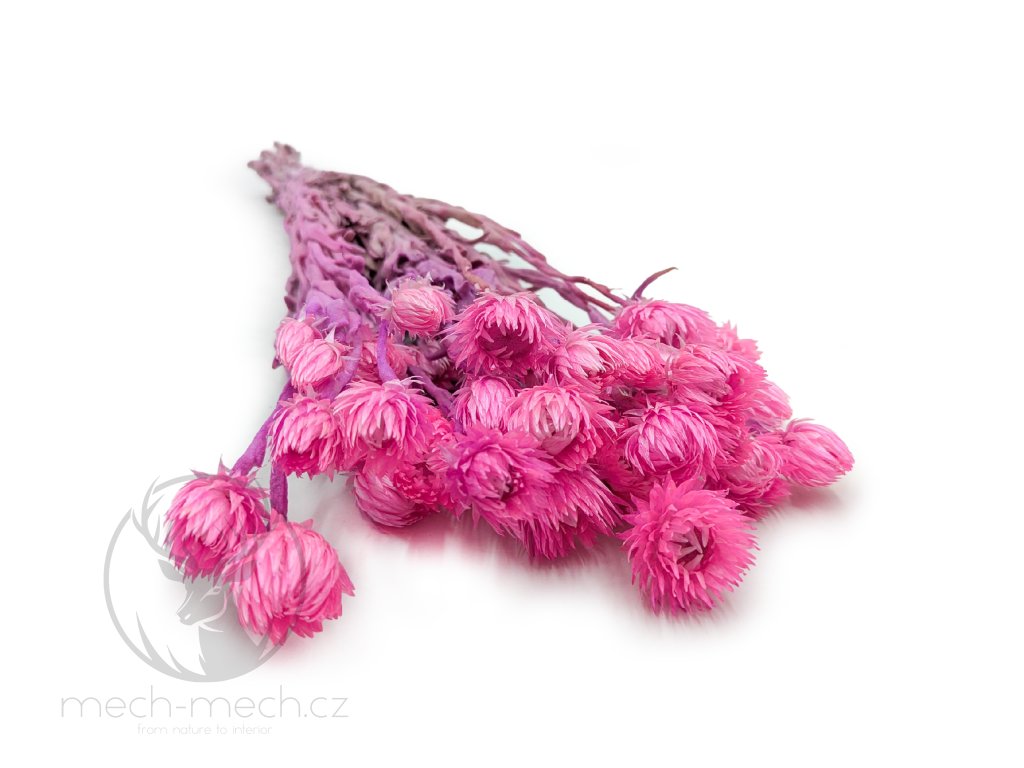 Sušená Kaaps flower - (Phaenocoma prolifera) - Růžová