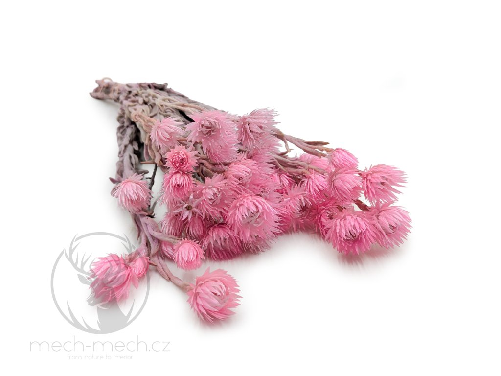 Sušená Kaaps flower - (Phaenocoma prolifera) - Světle růžová