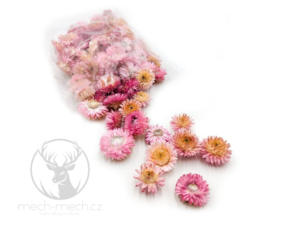 Sušené hlavičky Slaměnky (Helichrysum) - tmavě růžová