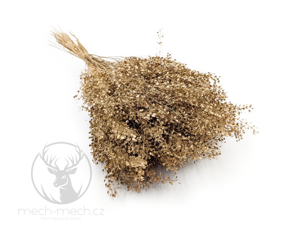 Řeřicha (Lepidium sativum) - Zlatá