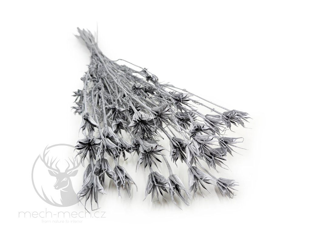 Sušená Nigella - (Nigella Orientalis) - stříbrná