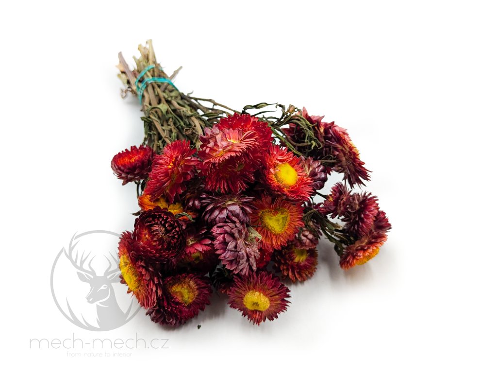 Sušená Slaměnka (Helichrysum) - šarlatová
